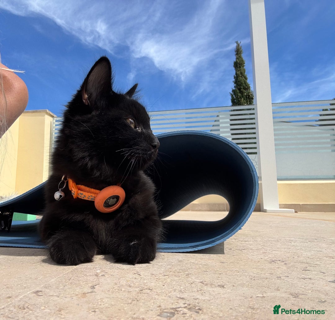 Siberian cats for sale: Affectionate Siberian-Mix Kitten (12 Months) - Advert 16