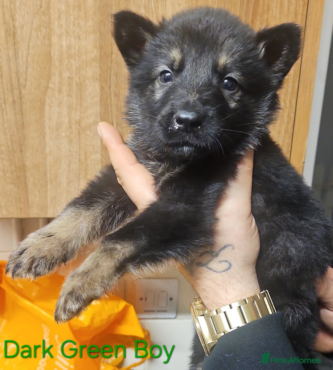 Mixed Breed dogs for sale: 6 Beautiful chunky Alaskan Shepherds in Dagenham - Advert 1