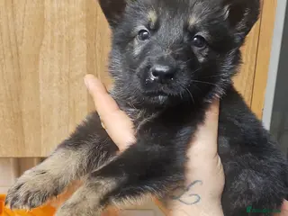 Mixed Breed dogs 6 Beautiful chunky Alaskan Shepherds in Dagenham - Advert 1