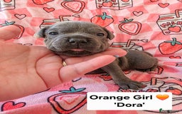 Staffordshire Bull Terrier dogs for sale: Gorgeous Chunky KC Blue Staffy Puppies - Image 1