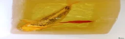 Koi Carp fish for sale: 3 koi carp for sale and 3 goldfish in Rossendale - Advert 2