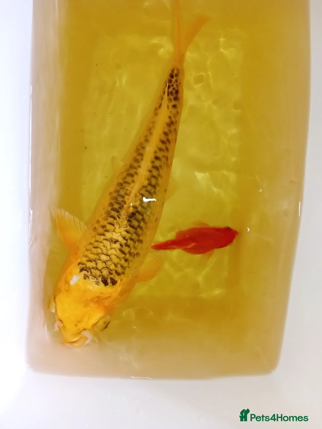 Koi Carp fish for sale: 3 koi carp for sale and 3 goldfish in Rossendale - Advert 2
