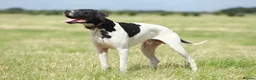 Pointer dogs for stud: Proven Health tested pointer  in Doncaster - Advert 12
