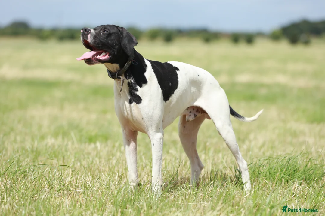 Pointer dogs for stud: Proven Health tested pointer  in Doncaster - Advert 12