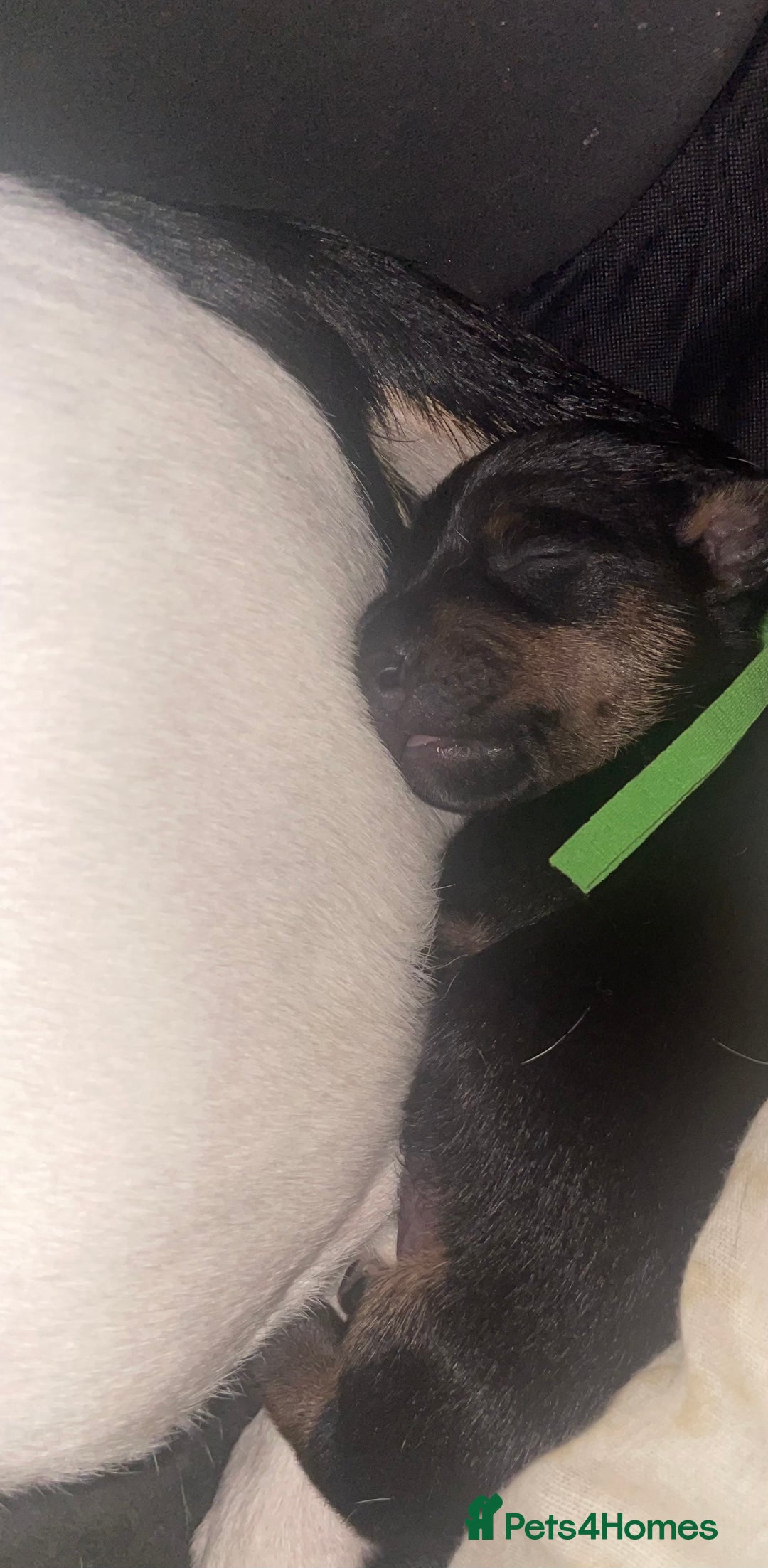 Jack Russell dogs for sale: Jack Russell Puppies - Advert 12