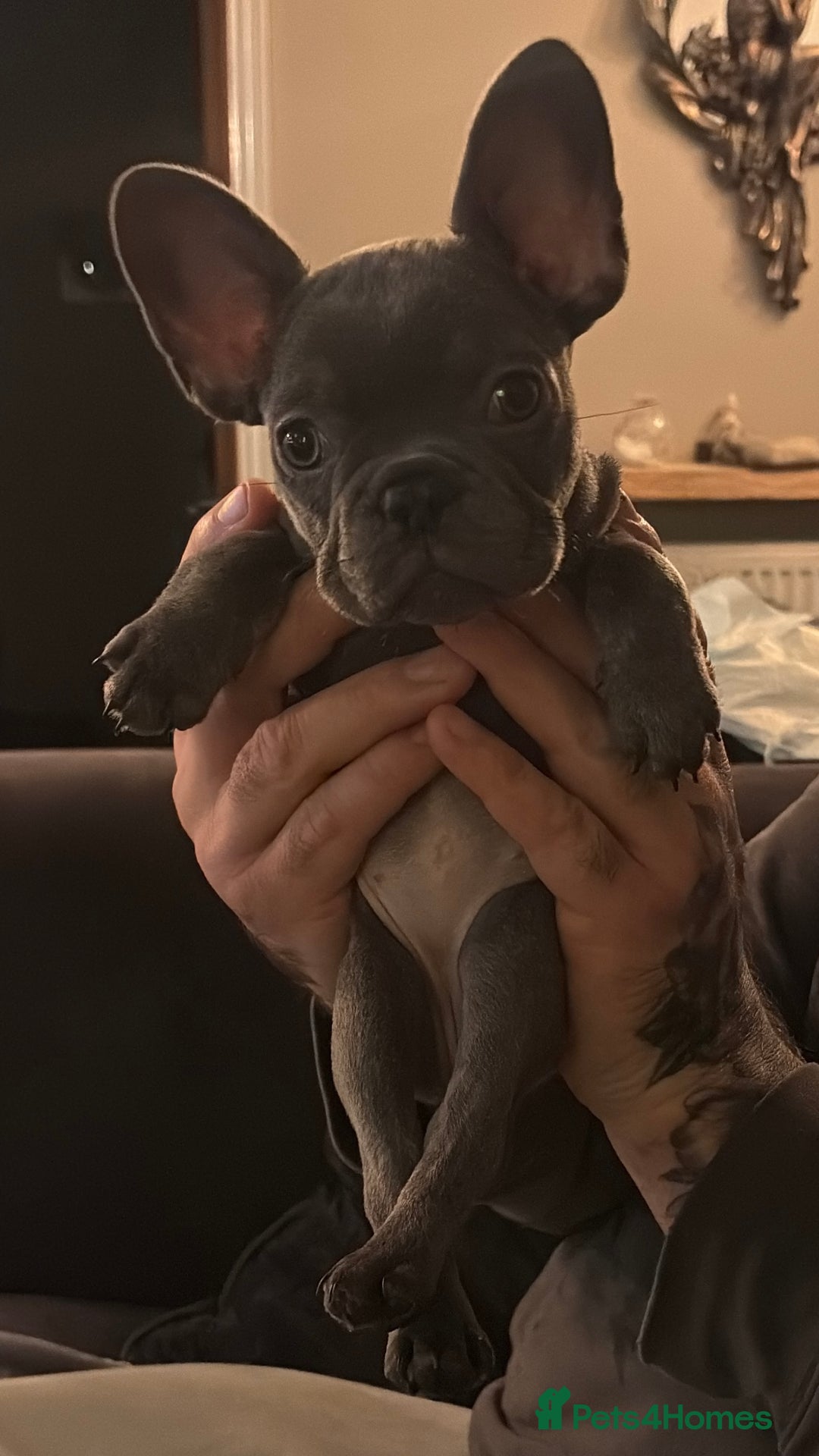 French Bulldog dogs for sale: READY NOW Pedigree New shade Isabella’s and Lilacs - Advert 10