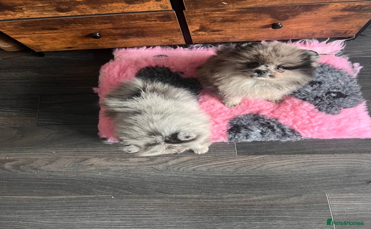 Pomeranian dogs - Advert 14