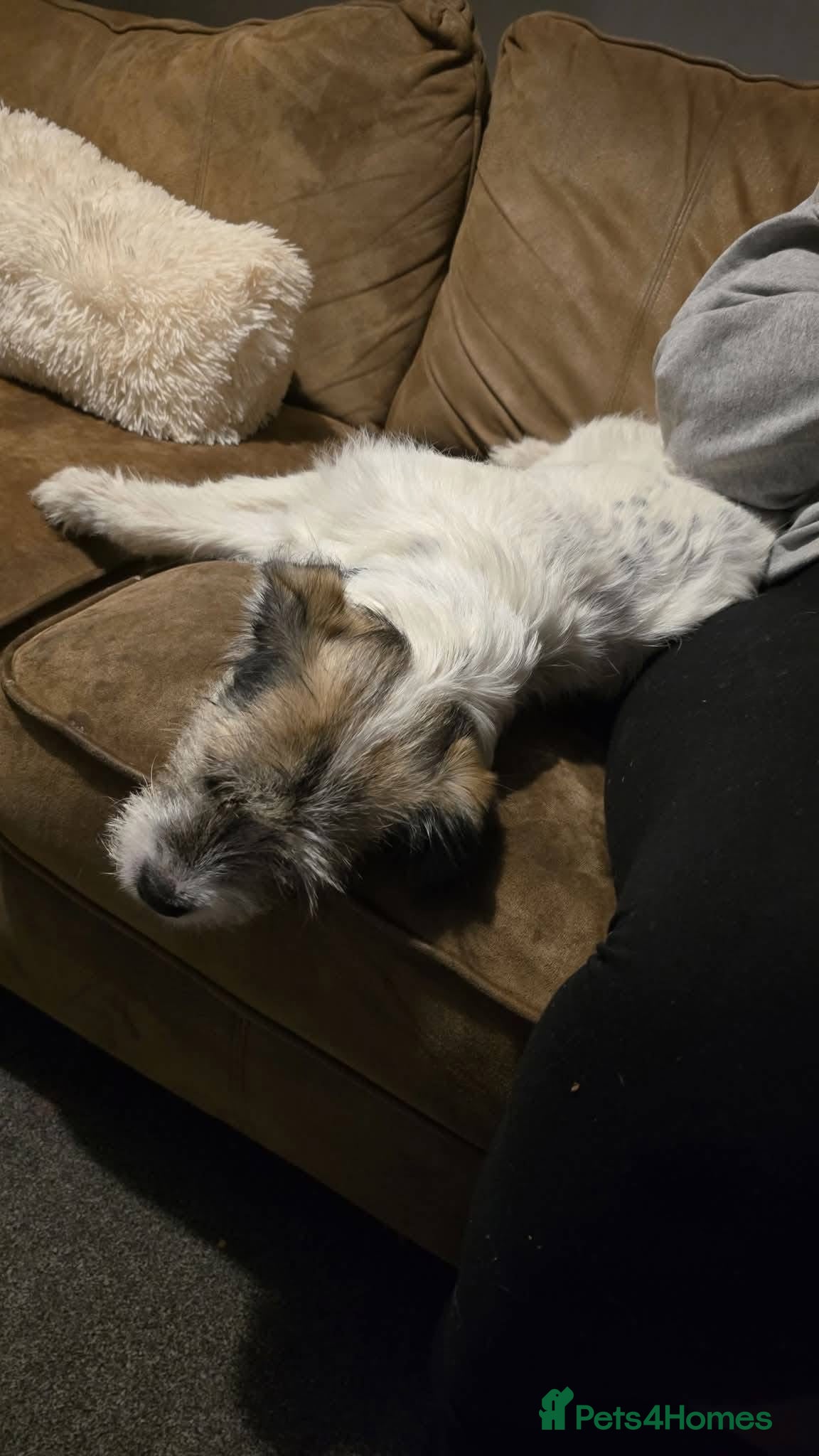 Parson Russell dogs Parson Russell Terrier?  - Advert 8