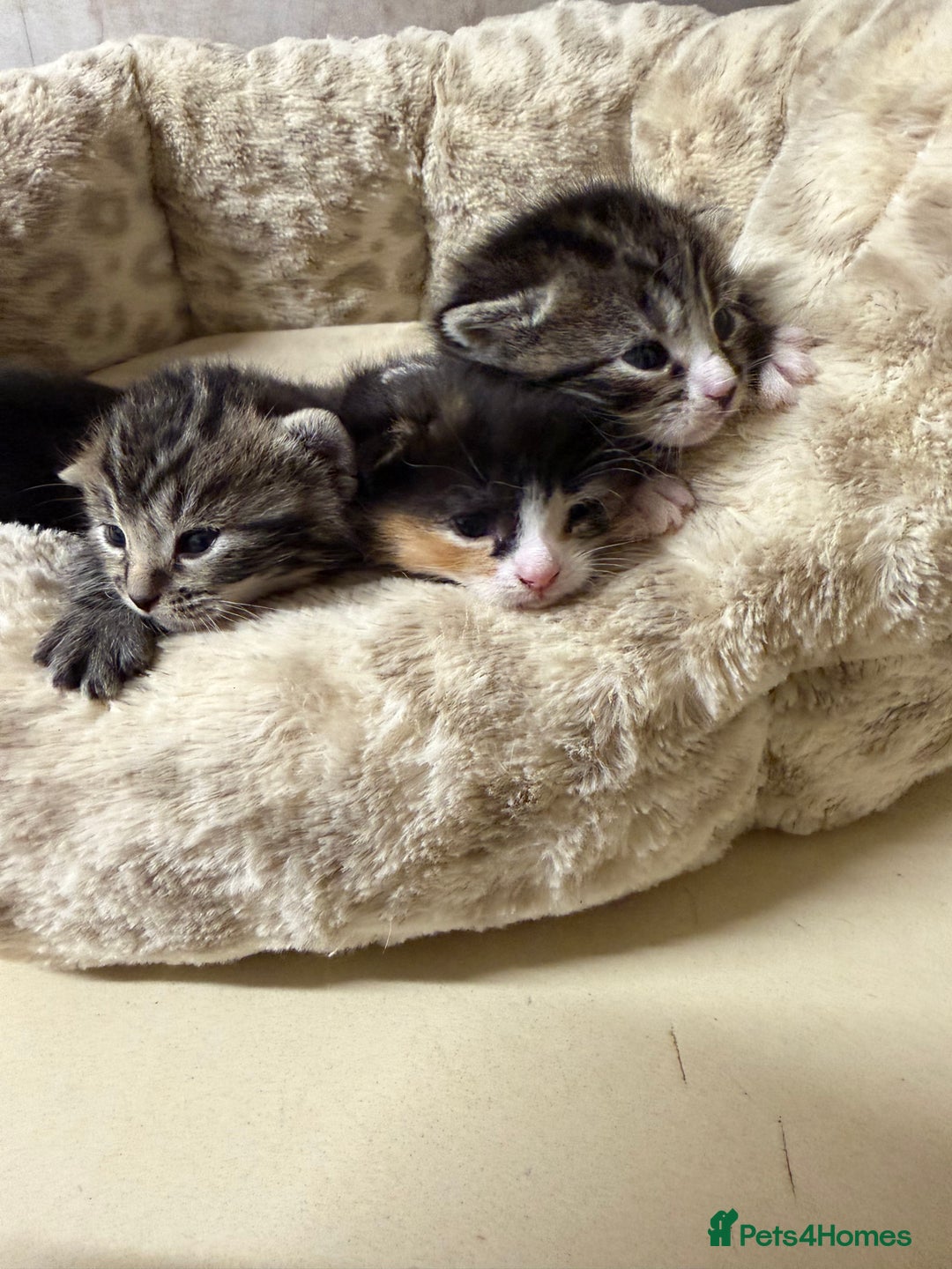 British Shorthair cats for sale: Adorable Kittens, Will be Ready from 22 December! - Advert 14