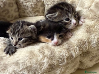 British Shorthair cats Marble Kittens, Will be Ready from 22 December! - Advert 2