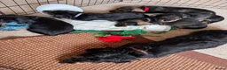 Dachshund dogs for sale: 5 Standard wire hair daschunds - Advert 14