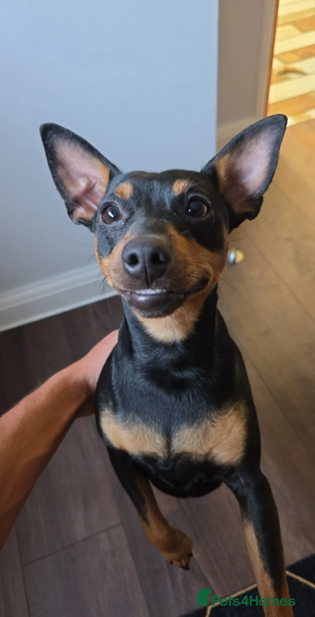 Miniature Pinscher dogs for stud: 2 year old min pin available for stud in Barnsley - Advert 2