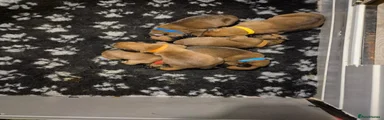 Boxer 6(brown collar) bellatrix isnt strange