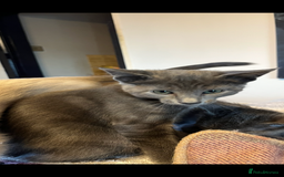 Oriental cats for sale: 5 STUNNING RAGAMESE KITTENS - Image 25
