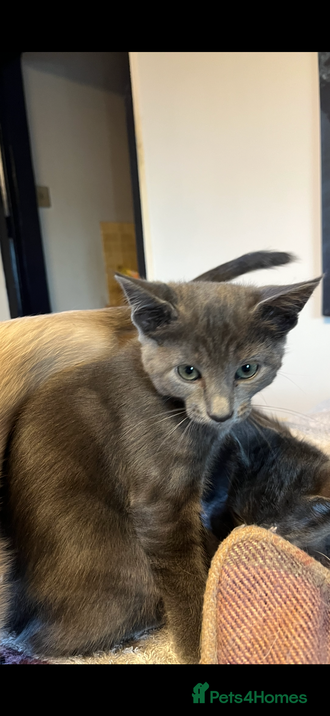 Oriental cats for sale: 5 STUNNING RAGAMESE KITTENS - Image 25