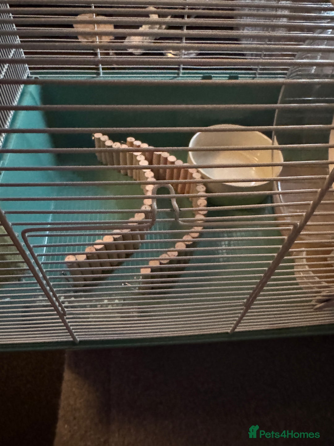 Hamster rodents for sale: Hamster house bundle - Advert 3