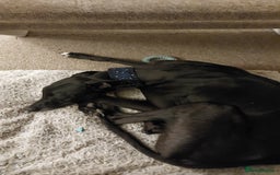 Mixed Breed dogs for sale: Lurcher male for urgent rehome - Image 4