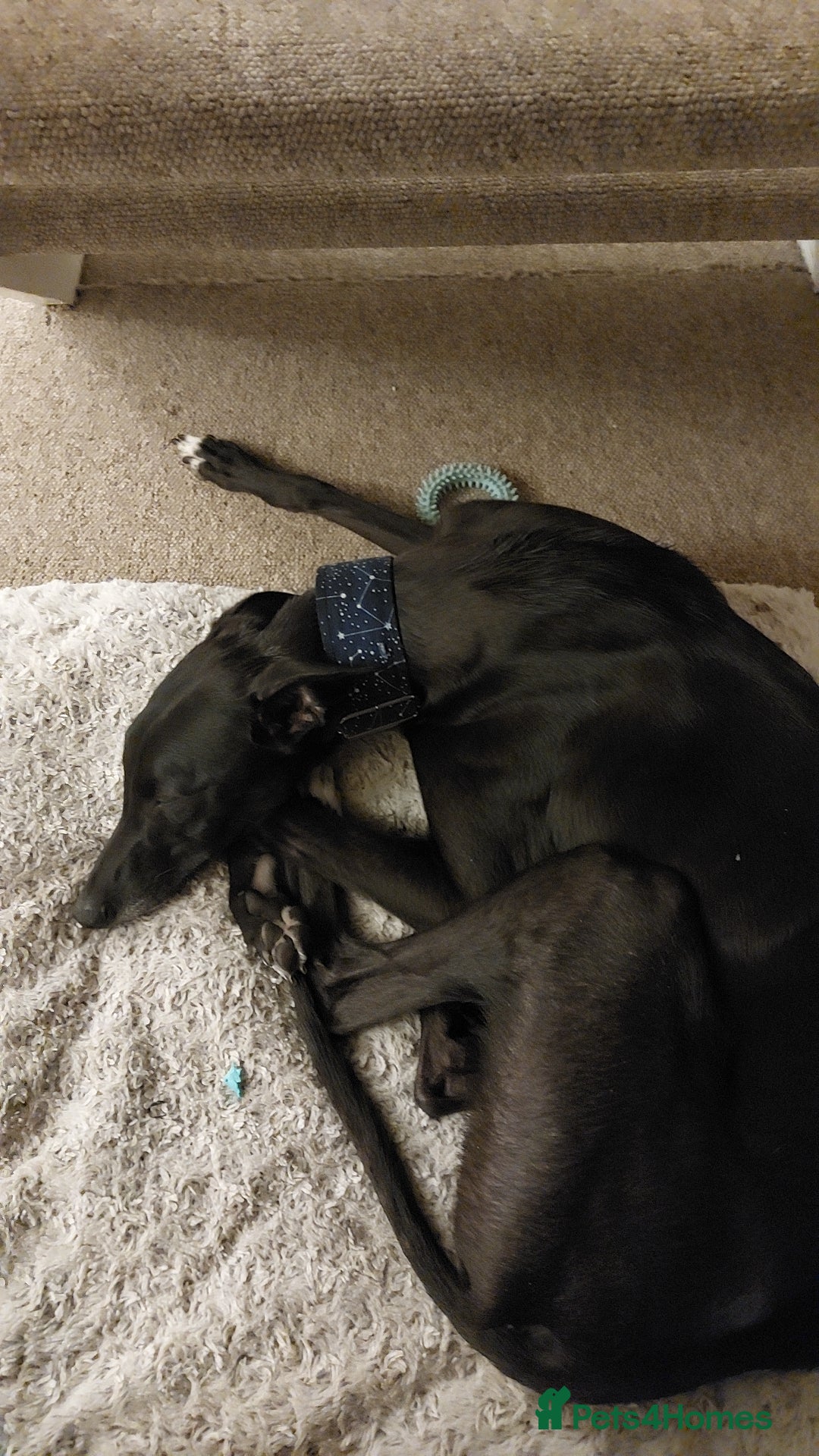 Mixed Breed dogs for sale: Lurcher male for urgent rehome - Image 4