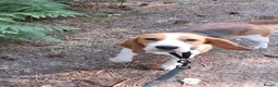 Beagle dogs for sale: 3 year old beagle boy - Advert 3