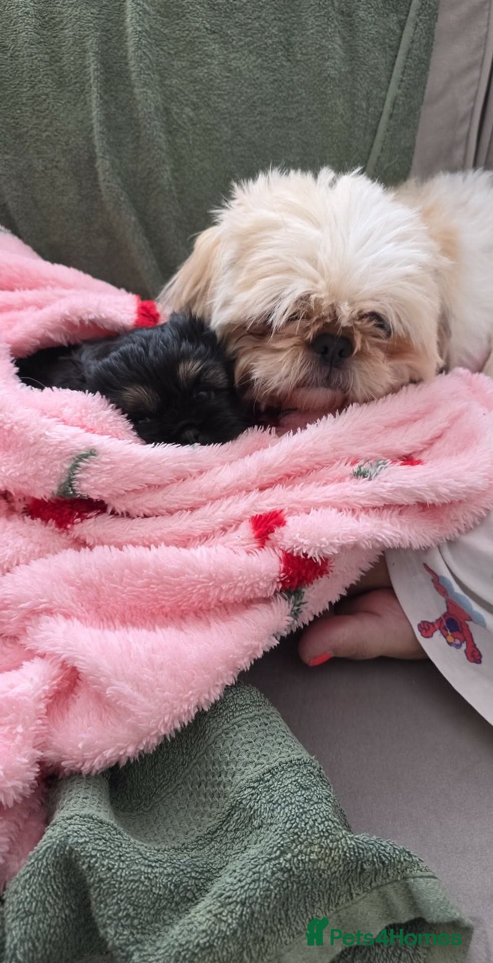 Shih Tzu dogs Shitzu boy - Advert 2