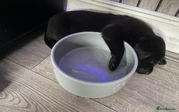 Labrador Retriever dogs for sale: 8 super Labrador pups 4 girls 4 boys**NEW PHOTOS** - Image 25