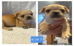 Frug dogs for sale: Beautiful French bulldog cross pug puppies  - Image 2