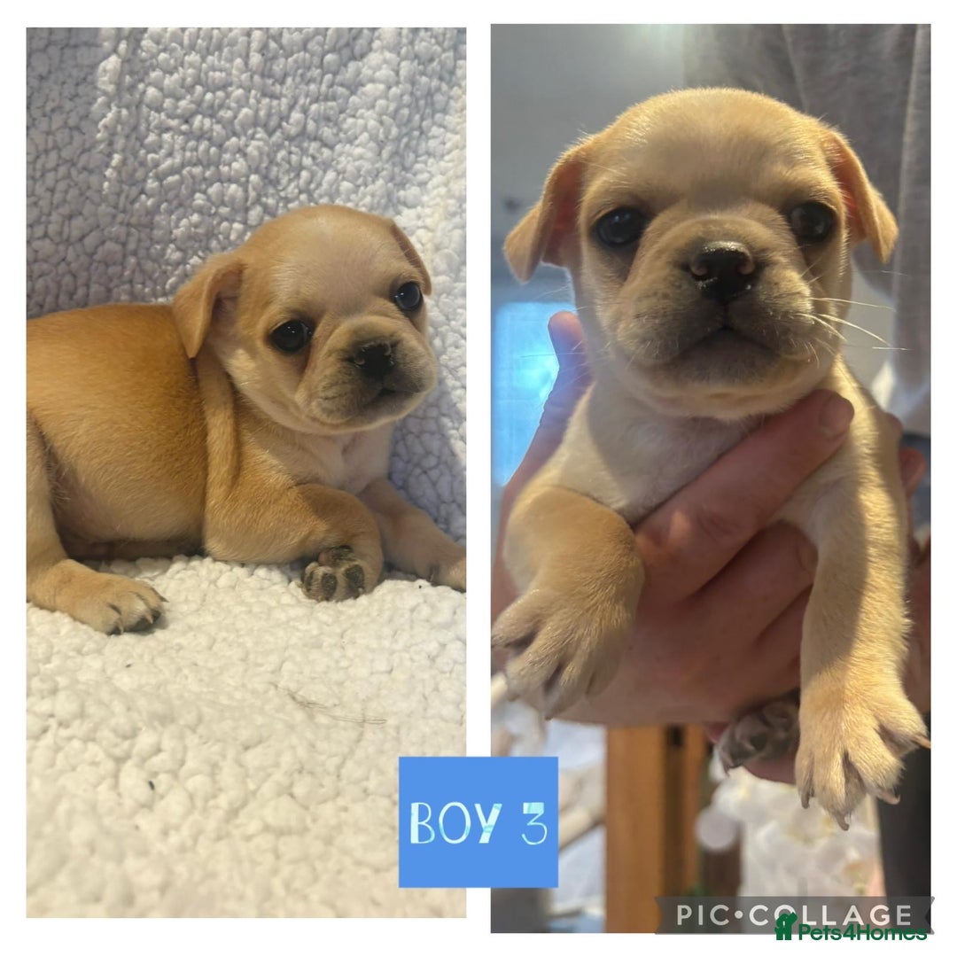 Frug dogs for sale: Beautiful French bulldog cross pug puppies  - Image 2