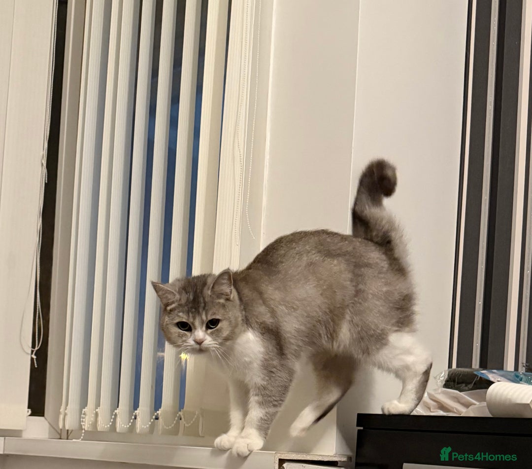 British Shorthair cats for sale: british shorthair  - Advert 3