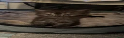 Persian cats for sale: Kittens  - Advert 9