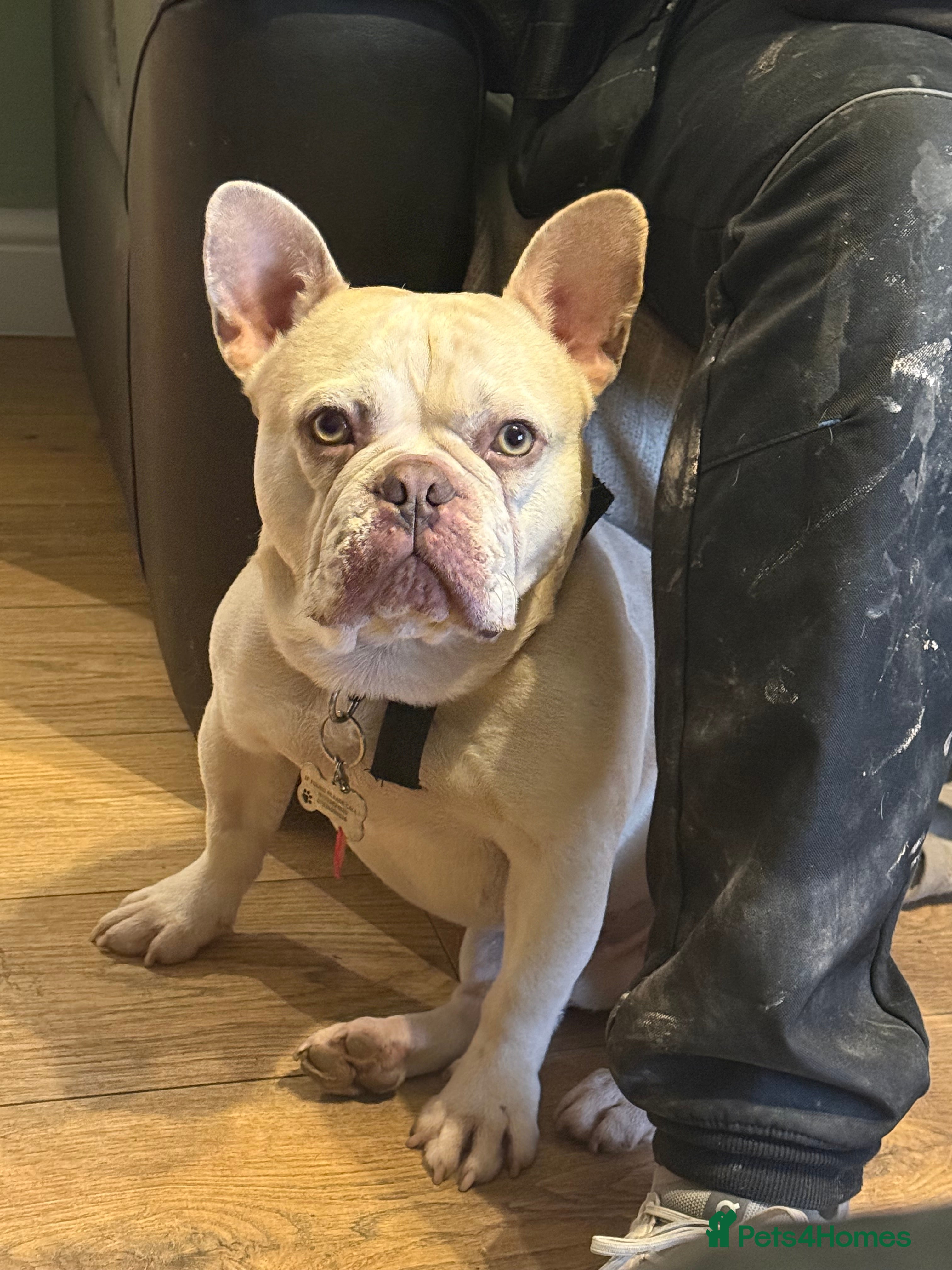 French Bulldog dogs REGGIE available for stud🔥🔥🔥 in Bradford - Advert 23