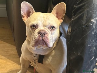 French Bulldog dogs REGGIE available for stud🔥🔥🔥 in Bradford - Advert 23