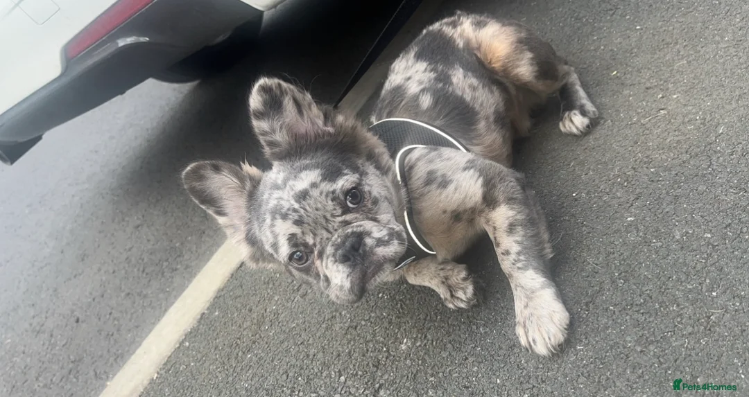 French Bulldog dogs for sale: Selling my beautiful Merle Fluffy French Bulldog - Advert 1