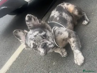 French Bulldog dogs Selling my beautiful Merle Fluffy French Bulldog - Advert 1