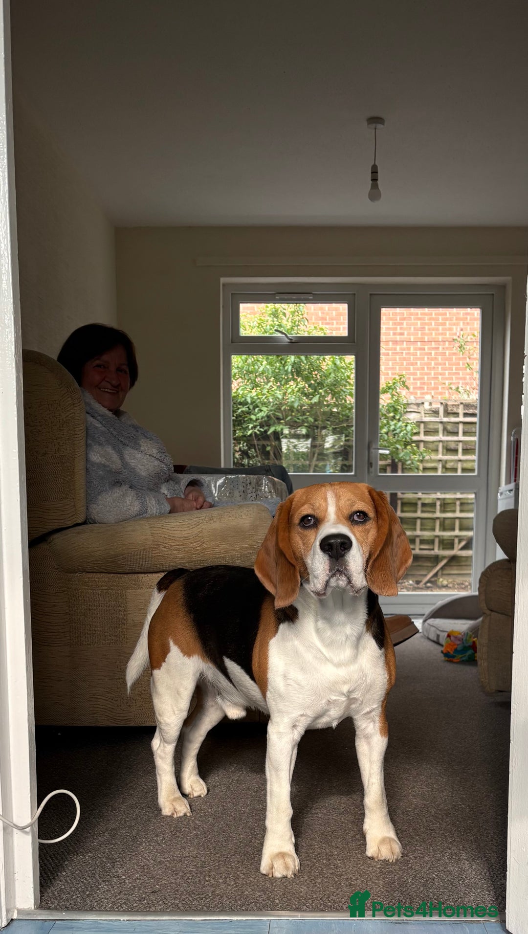Beagle dogs for stud: Pure beagle for stud  in Warwick - Image 12