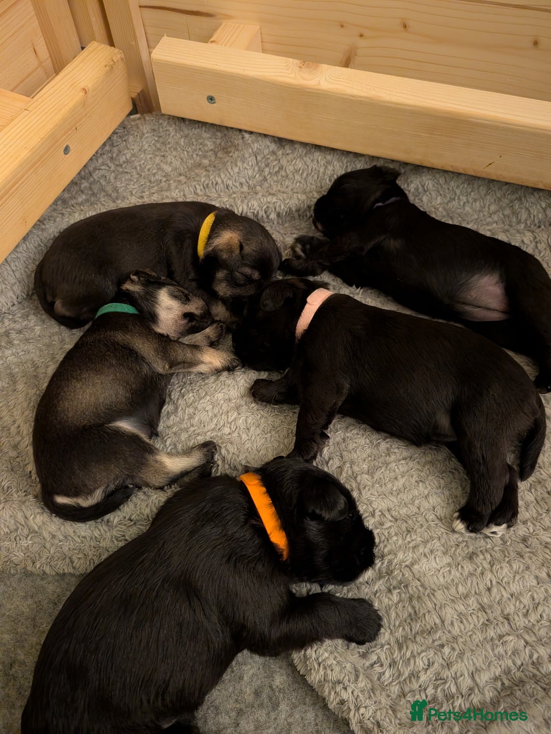 Miniature Schnauzer dogs for sale: Beautiful Miniature schnauzers - Advert 5