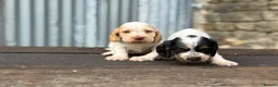 Cocker Spaniel dogs for sale: Stunning health tests show cockers  - Advert 10