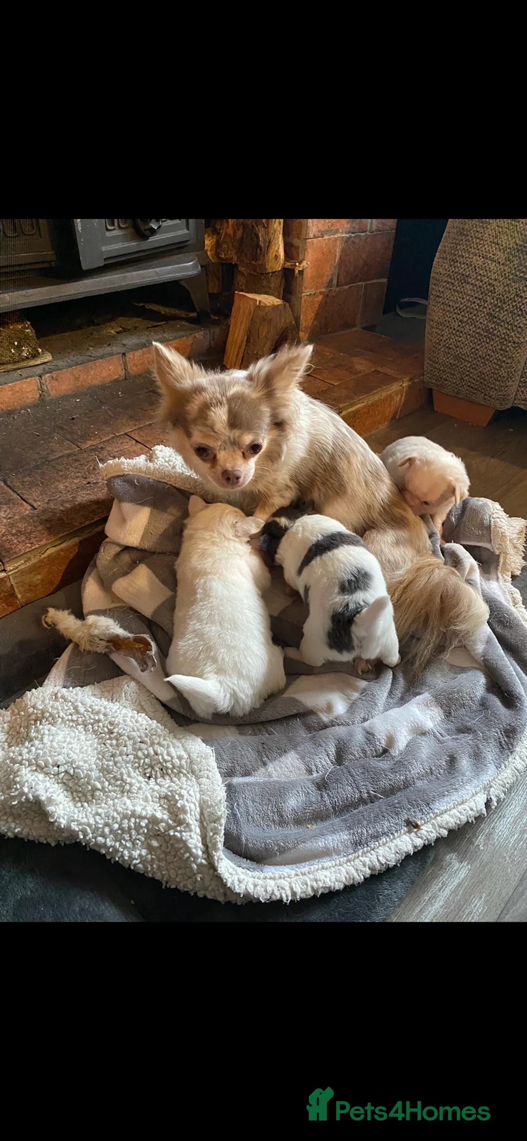 Chihuahua dogs for sale: Long coat chihuahua puppies  - Advert 2