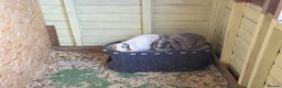 Mixed Breed rabbits for sale: Baby Bunnies  in Ripon - Advert 3