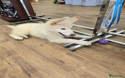 German Shepherd dogs for sale: German shepherd puppies  - Image 6