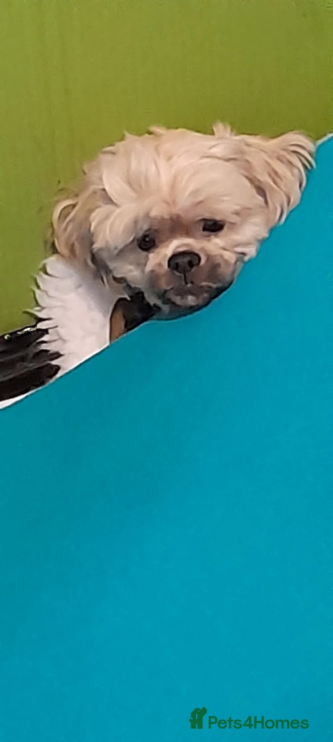 Shih Tzu dogs for sale: MONKEY: a female Shi Tzu. 4 years old - Advert 2