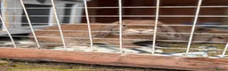Mini Lop rabbits for sale: gorgeous mini lop - Advert 9