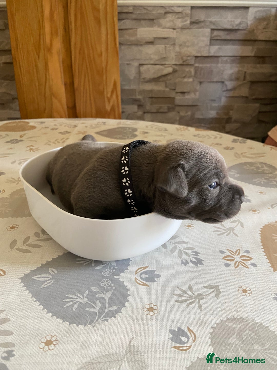 Staffordshire Bull Terrier dogs for sale: solid blues - Image 10