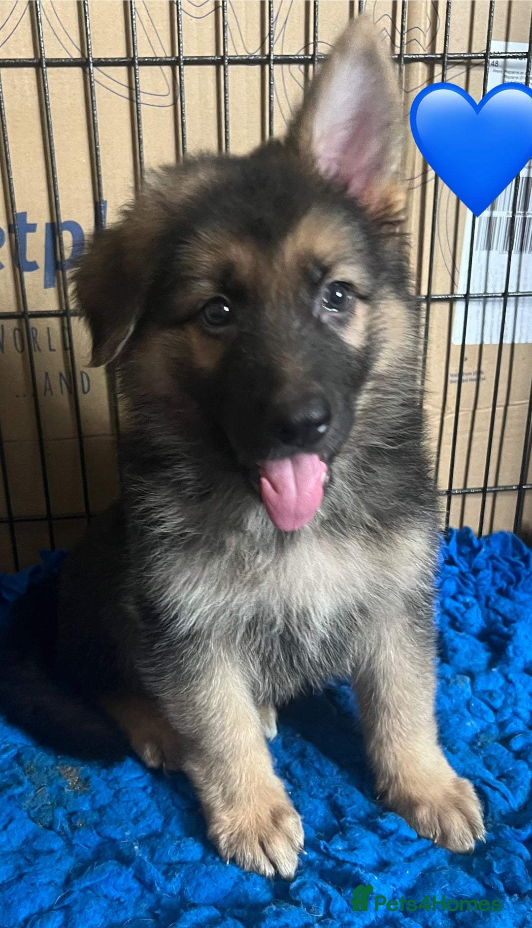 German Shepherd dogs for sale: KC Reg German Shepherd Puppies - Stunning colours  - Image 6