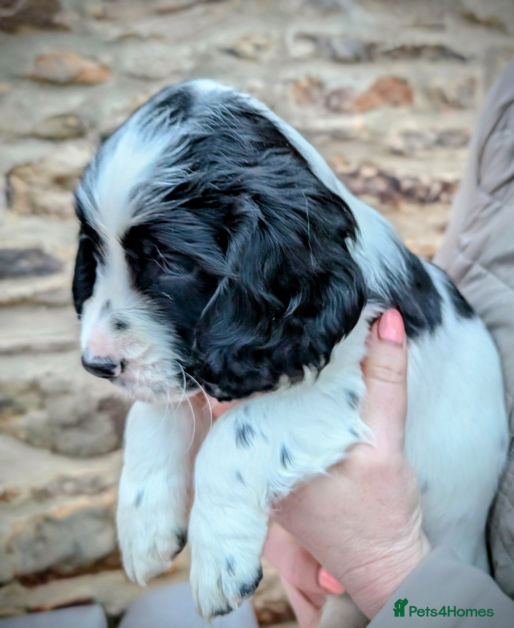 Sprocker dogs Sprockers  - Advert 1