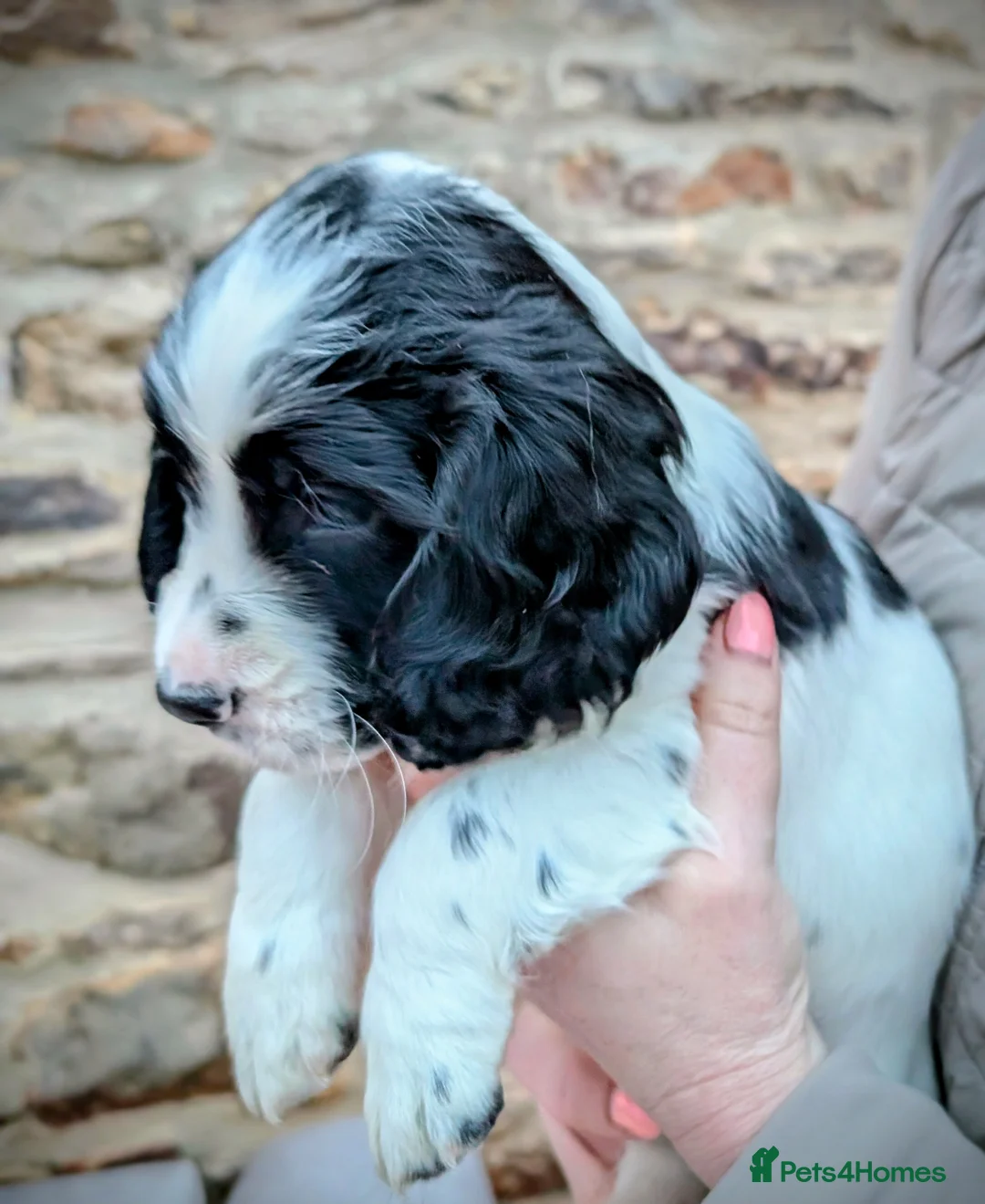 Sprocker dogs for sale: Sprockers  - Advert 1