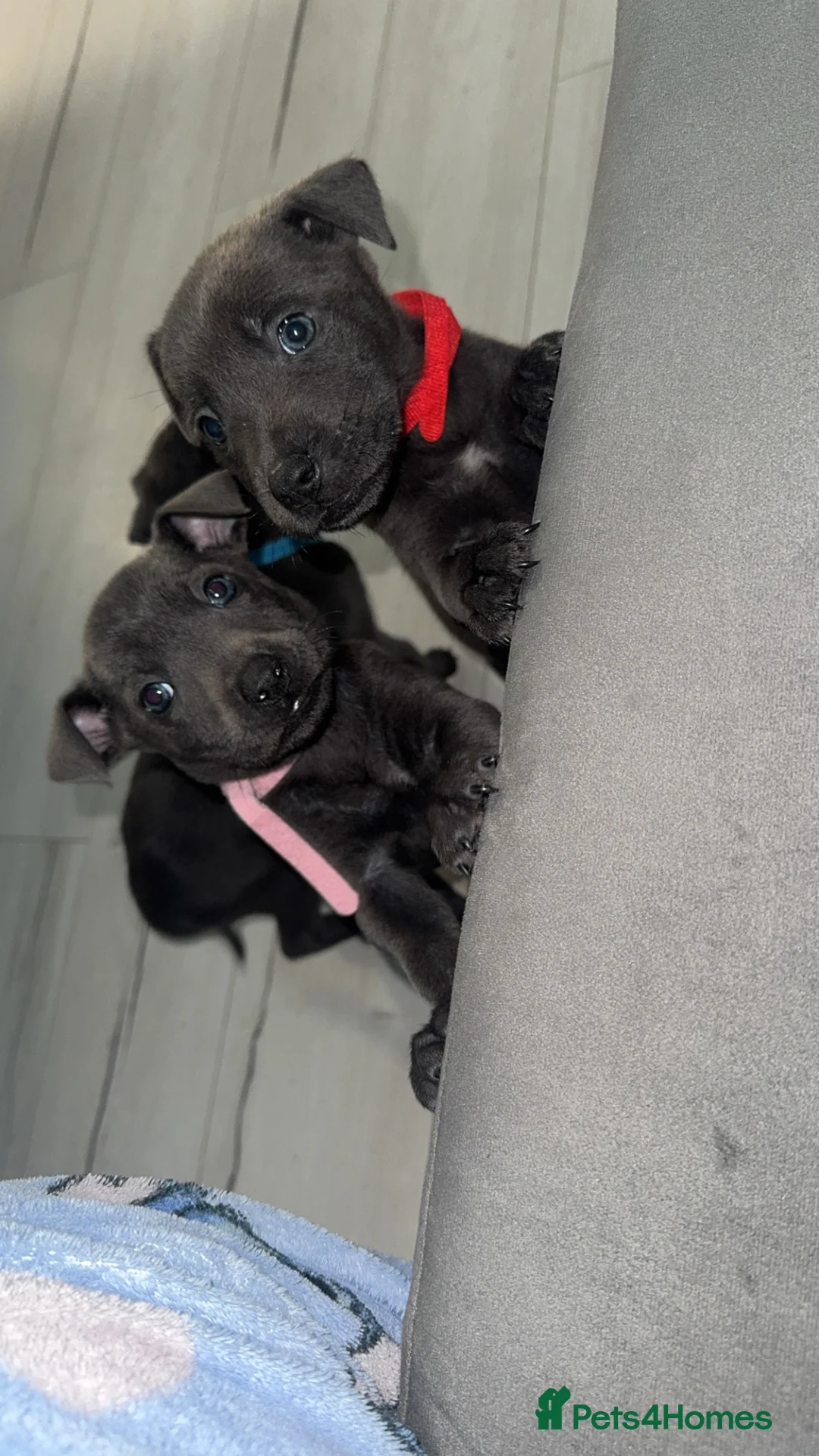 Mixed Breed dogs for sale: Puppies - Advert 9