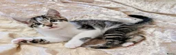Mixed Breed cats for sale: Beautiful kittens for sale  - Advert 3