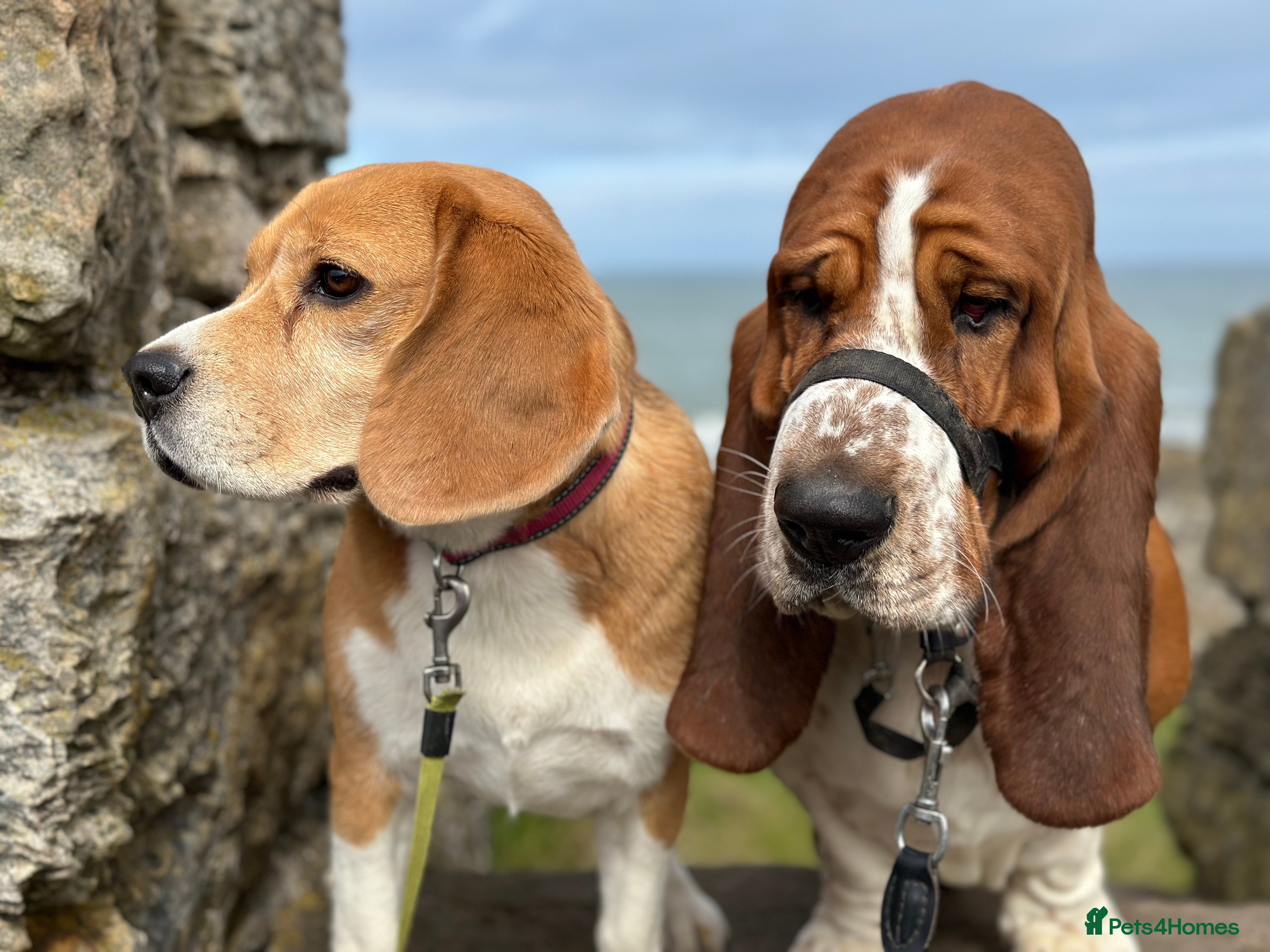 Beagle dogs Very sweet beagle girl - Advert 2