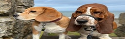 Beagle dogs for sale: Very sweet beagle girl - Advert 1