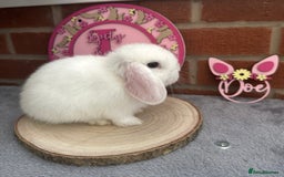 Mini Lop rabbits for sale: Pure Bred Minilops - Image 13